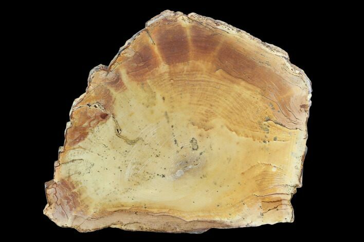 6.6" Polished Petrified Wood Slab - Sweethome, Oregon